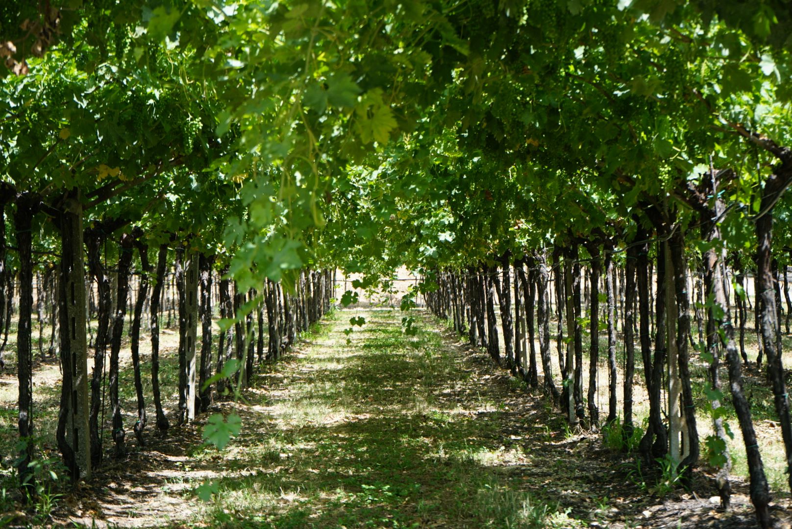 Beskæring a la Veronese